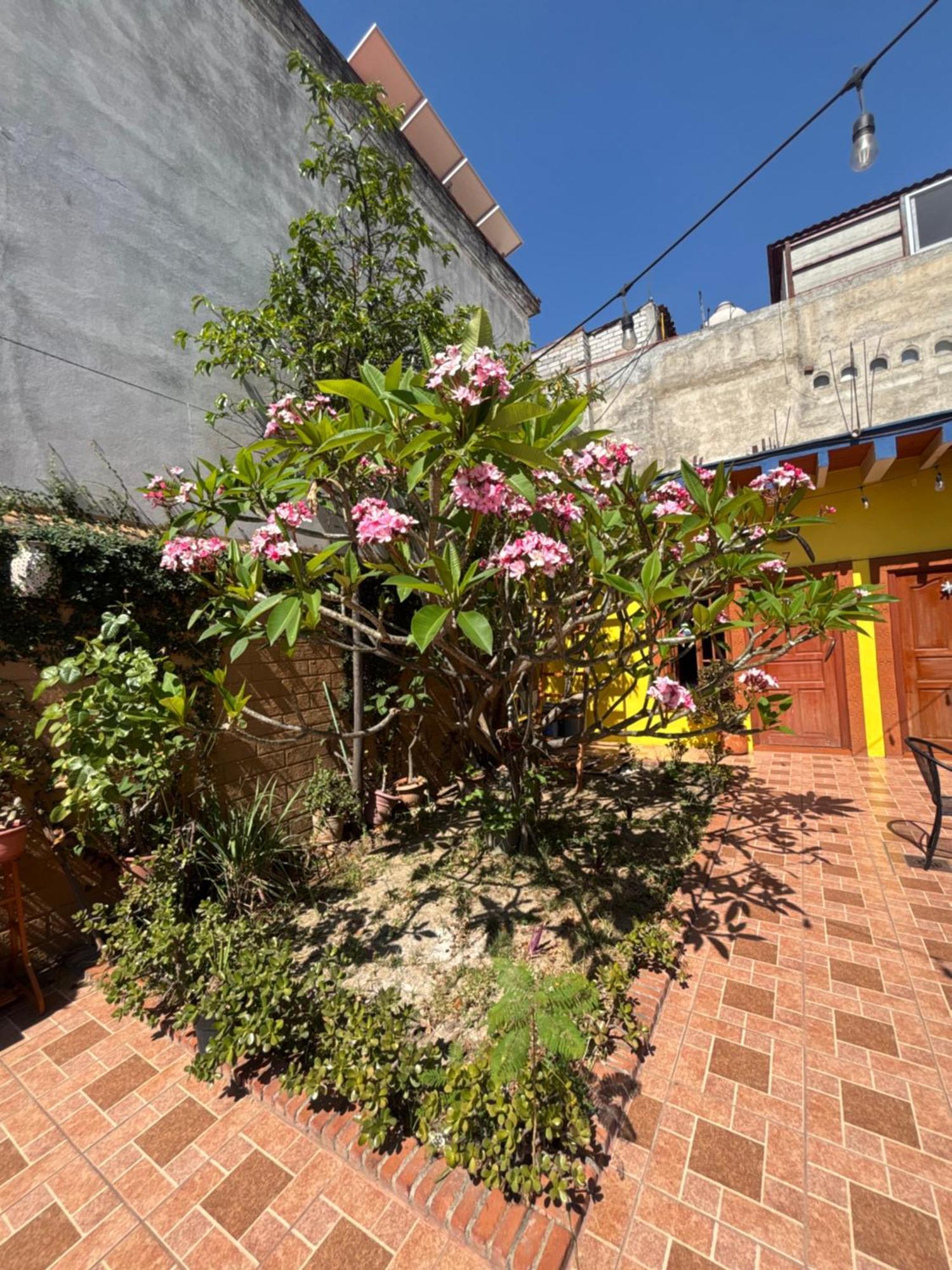 Hotel Posada "Mi Rosita" Oaxaca ภายนอก รูปภาพ